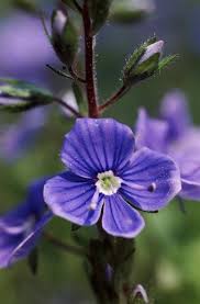 Image result for Veronica chamaedrys