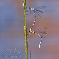 Attēlu rezultāti vaicājumam “Lestes sponsa”