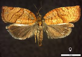 Attēlu rezultāti vaicājumam “Pandemis cerasana”