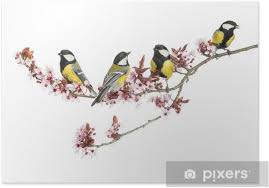 Attēlu rezultāti vaicājumam “Parus major male”