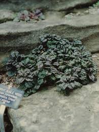 Attēlu rezultāti vaicājumam “Ajuga pyramidalis”