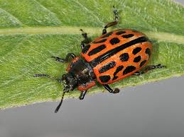 Attēlu rezultāti vaicājumam “Chrysomela vigintipunctata”