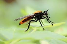 Attēlu rezultāti vaicājumam “Asilidae”