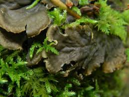 Attēlu rezultāti vaicājumam “Peltigera canina”