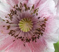 Image result for Papaver rhoeas 'Shirley'