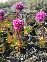 Attēlu rezultāti vaicājumam “Trichia alpina sessile”