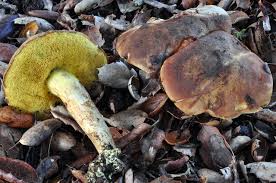 Attēlu rezultāti vaicājumam “Xerocomus subtomentosus”