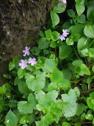 Attēlu rezultāti vaicājumam “Claytonia sibirica”