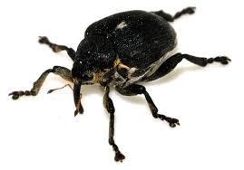 Attēlu rezultāti vaicājumam “Mononychus punctumalbum”