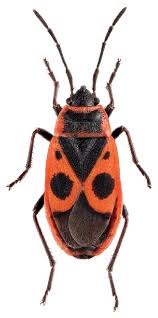 Attēlu rezultāti vaicājumam “Pyrrhocoris apterus nymph”