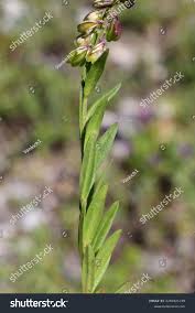 Attēlu rezultāti vaicājumam “Polygala vulgaris leaf”