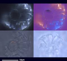 Attēlu rezultāti vaicājumam “Tubifera montana macro”