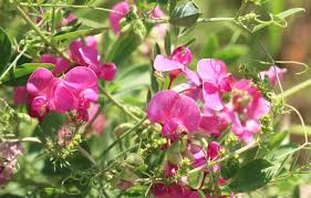 Attēlu rezultāti vaicājumam “Lathyrus tuberosus leaf”