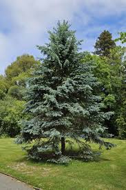 Attēlu rezultāti vaicājumam “Picea pungens”