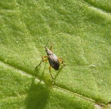 Attēlu rezultāti vaicājumam “Protapion sp.”