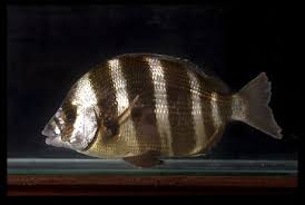 Image result for Diplodus cervinus