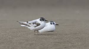 Attēlu rezultāti vaicājumam “Larus minutus adult”