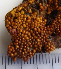 Attēlu rezultāti vaicājumam “Trichia varia spores”