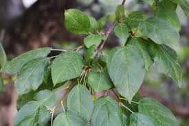 Attēlu rezultāti vaicājumam “Malus purpurea leaf”