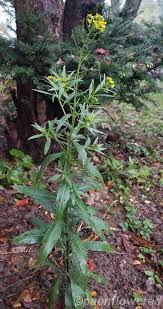 Attēlu rezultāti vaicājumam “Erysimum cheiranthoides leaf”