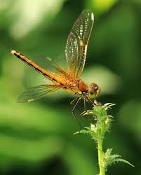 Attēlu rezultāti vaicājumam “Sympetrum flaveolum”