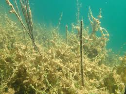 Attēlu rezultāti vaicājumam “Chara intermedia”