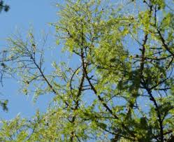 Attēlu rezultāti vaicājumam “Larix decidua var. polonica”