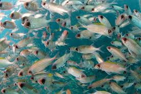 Image result for Holocentrus adscensionis