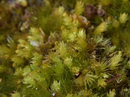 Attēlu rezultāti vaicājumam “Aulacomnium androgynum sporophyte”