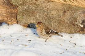 Attēlu rezultāti vaicājumam “Carduelis flammea female”