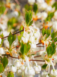 Attēlu rezultāti vaicājumam “Enkianthus chinensis leaf”
