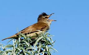 Image result for Acrocephalus agricola