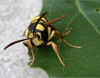 Attēlu rezultāti vaicājumam “Sesia apiformis”