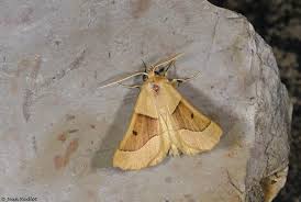 Attēlu rezultāti vaicājumam “Crocallis elinguaria imago”