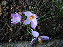 Attēlu rezultāti vaicājumam “Crocus tommasinianus flower”