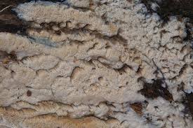 Attēlu rezultāti vaicājumam “Ceriporiopsis resinascens”