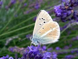 Attēlu rezultāti vaicājumam “Agrodiaetus damon underside”