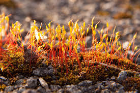 Attēlu rezultāti vaicājumam “Ceratodon purpureus sporophyte”