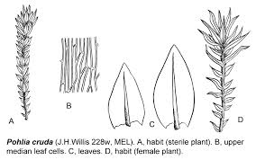 Attēlu rezultāti vaicājumam “Pohlia cruda”