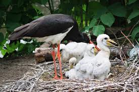 Attēlu rezultāti vaicājumam “Ciconia nigra nest”