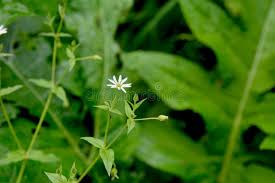 Attēlu rezultāti vaicājumam “Myosoton aquaticum flower”