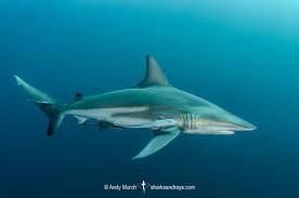 Image result for Carcharhinus limbatus