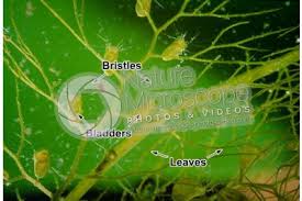 Attēlu rezultāti vaicājumam “Utricularia vulgaris leaf”