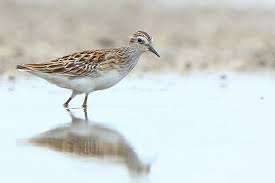 Image result for Calidris subminuta