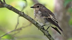 Attēlu rezultāti vaicājumam “Ficedula hypoleuca juvenile”
