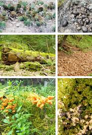 Attēlu rezultāti vaicājumam “Badhamiopsis ainoae spores”