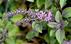 Image result for Basilikum