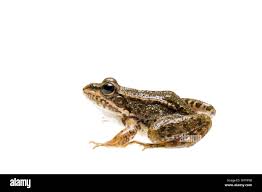 Attēlu rezultāti vaicājumam “Pelophylax”