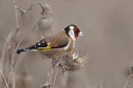 Attēlu rezultāti vaicājumam “Carduelis carduelis adult”