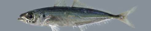 Image result for Trachurus trachurus